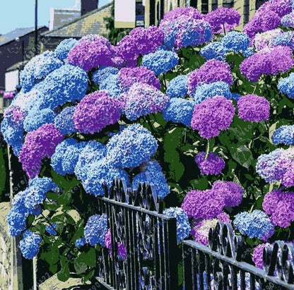 Hydrangea Seed: Unlock Nature's Beauty